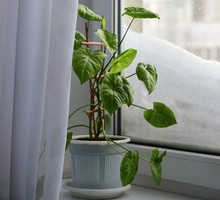 Syngonium zastępuje monsterę w naszych domach