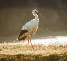 Jeśli do 21 marca zobaczysz bociana