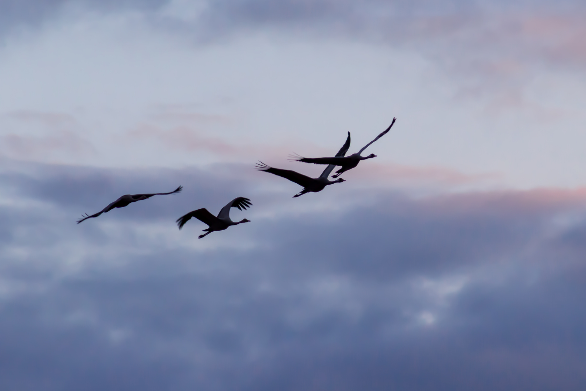 Ten ptak zwiastuje obfitą wiosnę