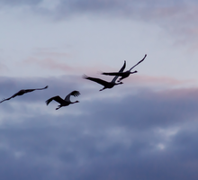 Ten ptak zwiastuje obfitą wiosnę