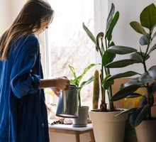 Wielka lista roślin dla każdego znaku zodiaku