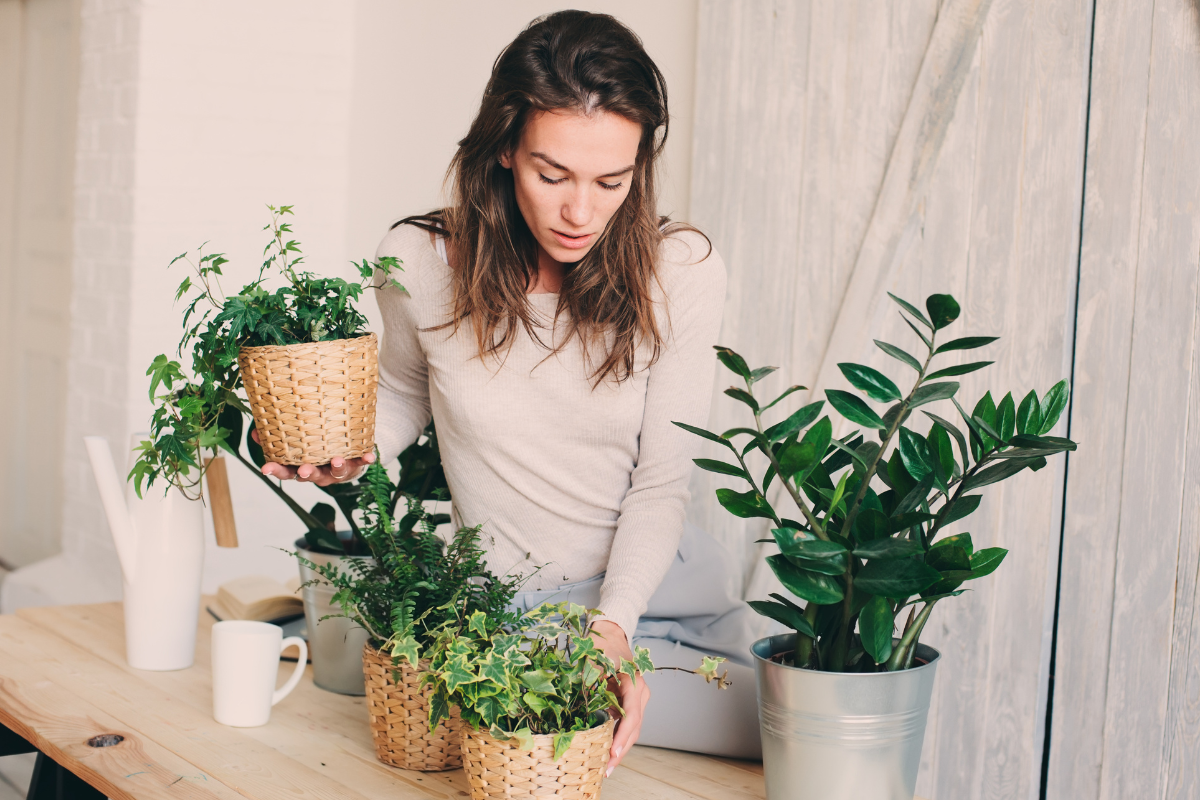 Naturalny nawóz z fusów do kwiatów przyciąga pieniądze