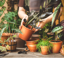 Zamiokulkas powinien być w każdym domu na szczęście