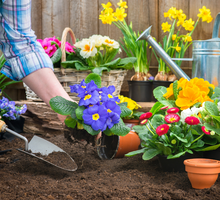Tylko kwiat w tym kolorze zapewni ci szczęście wiosną i latem