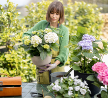 Jeśli hortensje więdną w ten sposób, to zły znak