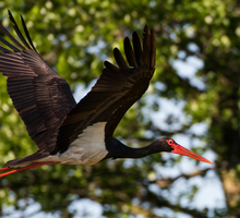 Dziwne bociany w Polsce przynoszą szczęście