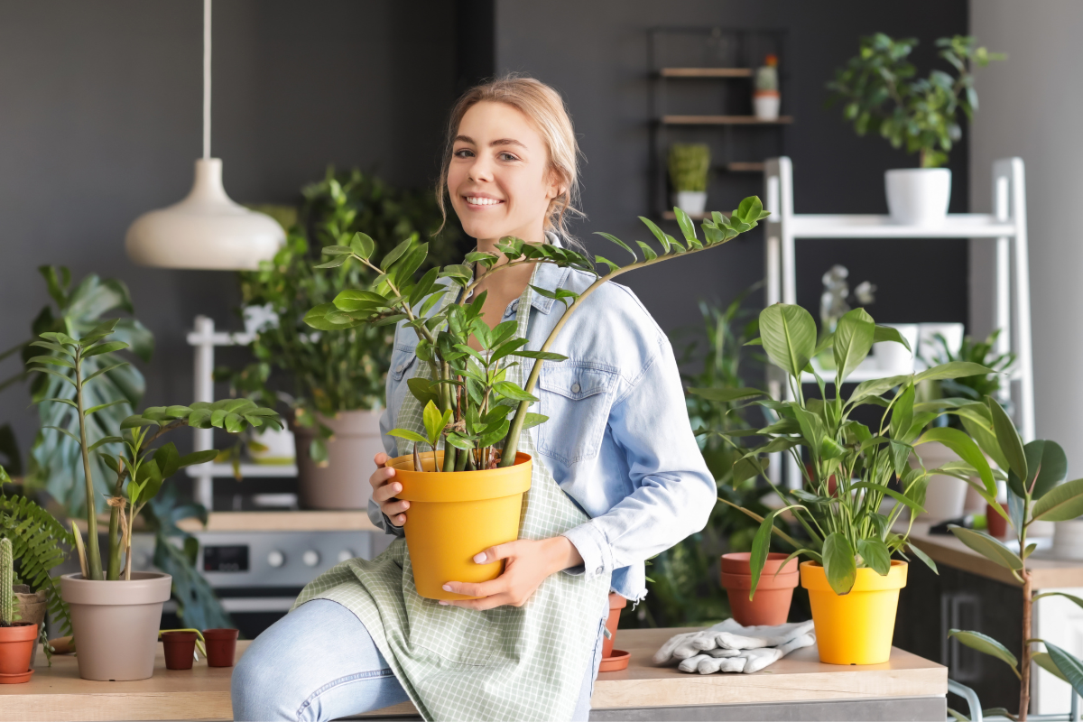 Weź z kuchni i wsyp do zamiokulkasa