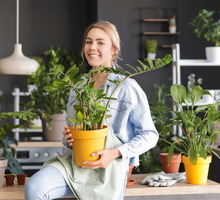 Weź z kuchni i wsyp do zamiokulkasa