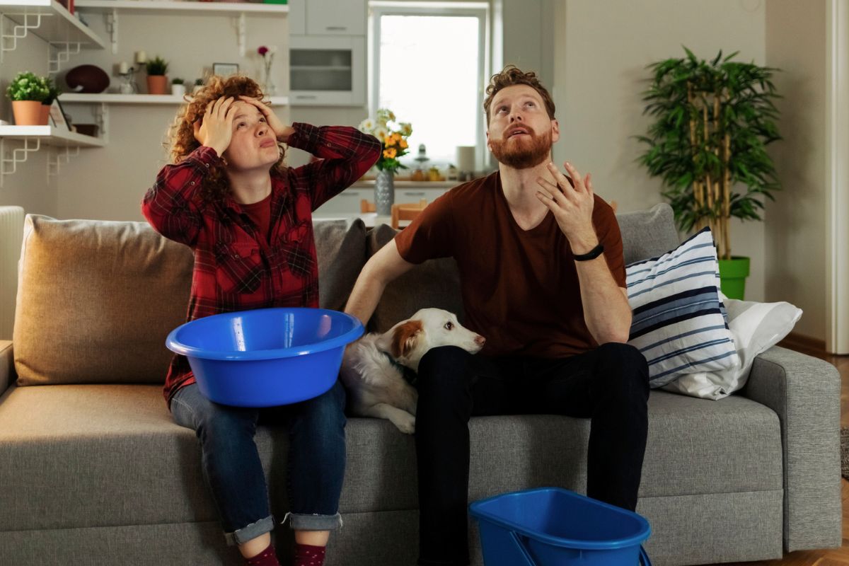 para łapie wodę z miskę