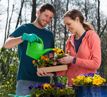 Bratki na balkonie na miłość