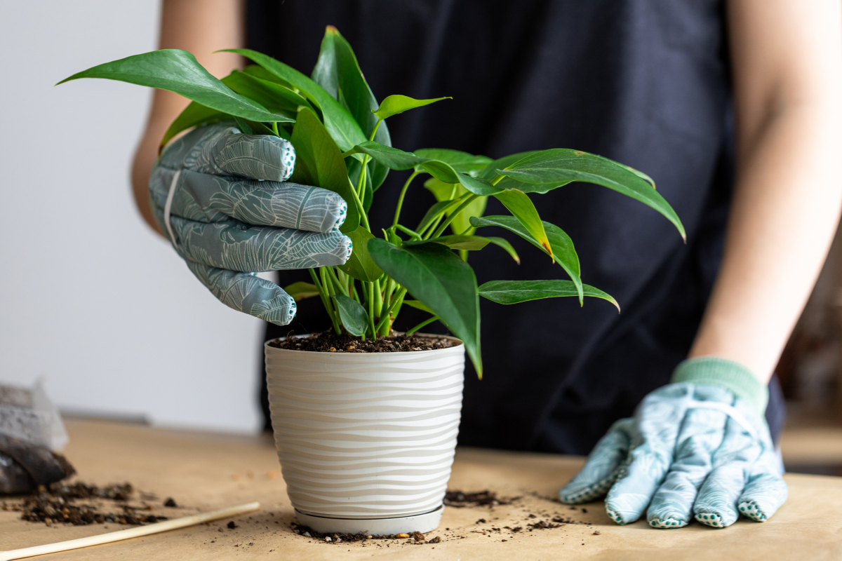 Posadź anturium w kwietniu na balkonie