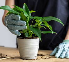 Posadź anturium w kwietniu na balkonie