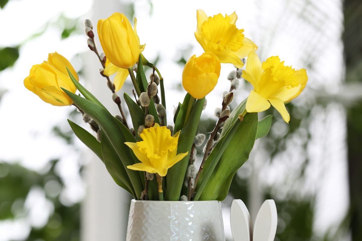 Żonkile na Wielkanoc