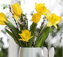 Żonkile na Wielkanoc