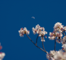 Ostatnia kwadra Księżyca 21 kwietnia 2025