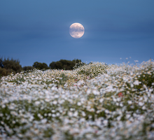 Pełnia Księżyca maj 2025