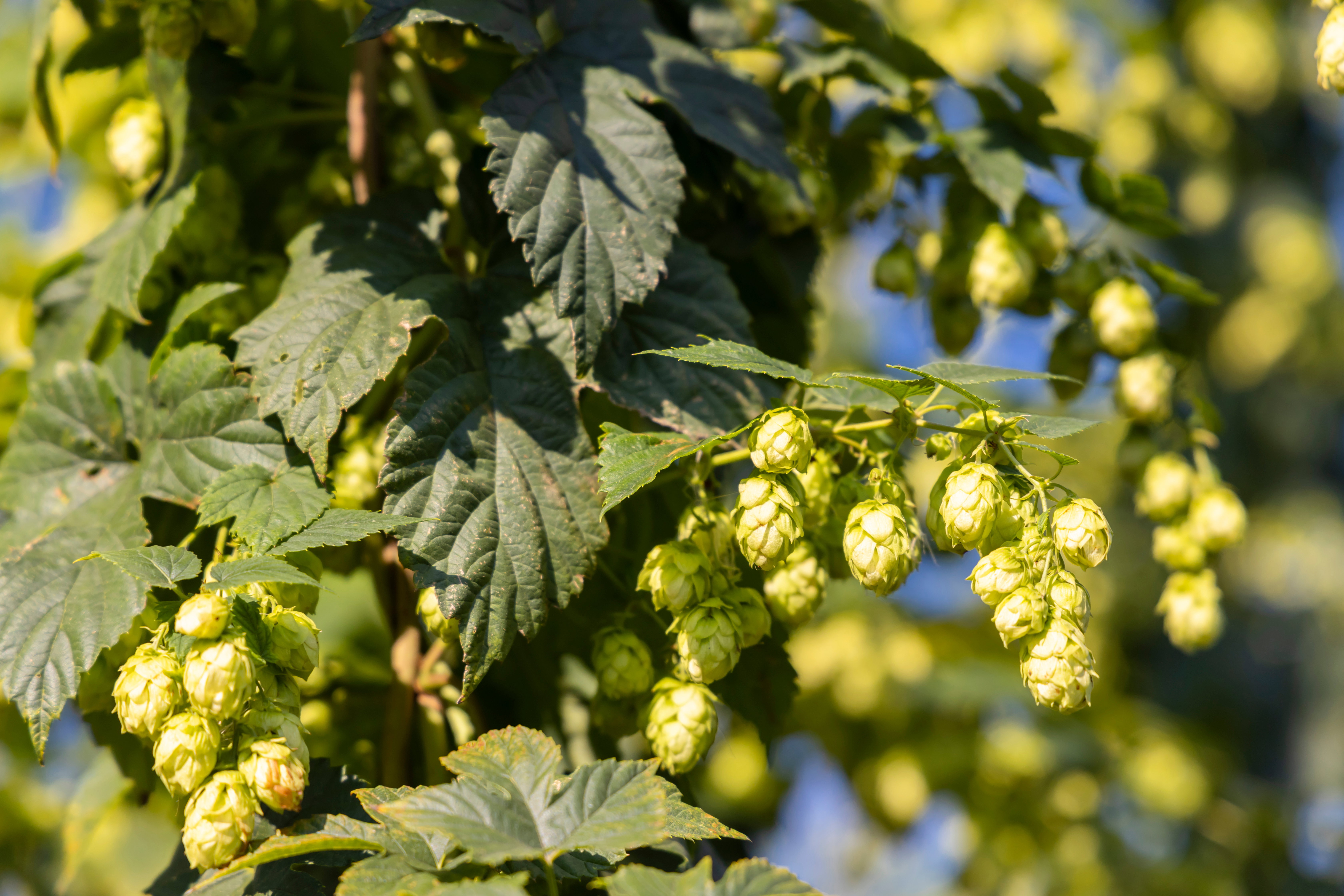 Hop field in Zatec region, Czech Republic
