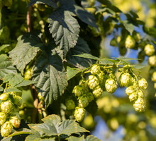 Hop field in Zatec region, Czech Republic