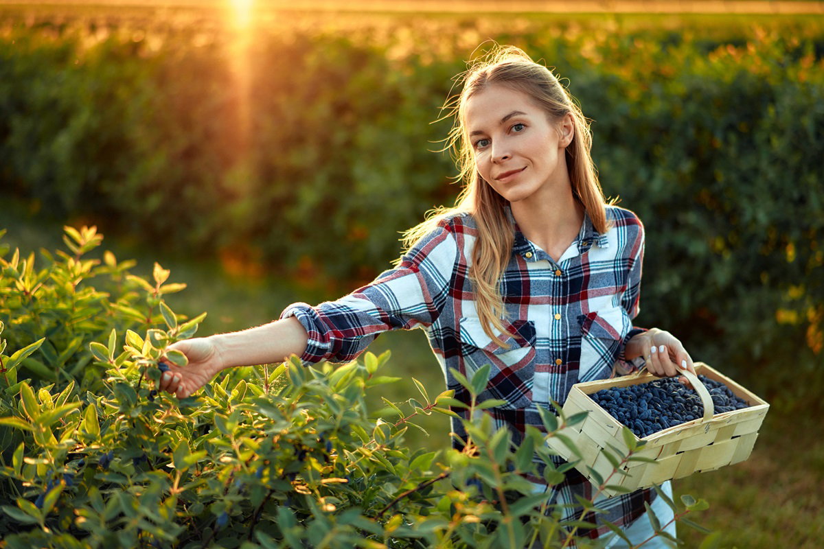 młoda kobieta przed 30 blondynka zbiera borówki z krzaczka na plantacji w koszuli w kratę i jeansach uśmiecha się delikatnie