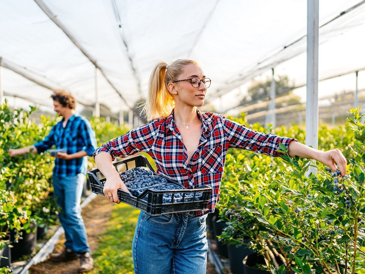 dziewczyna na plantacji borówek