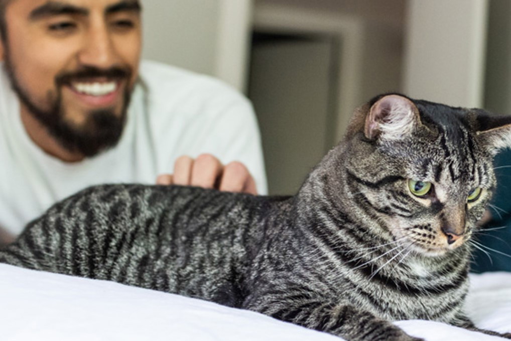 Whiskas