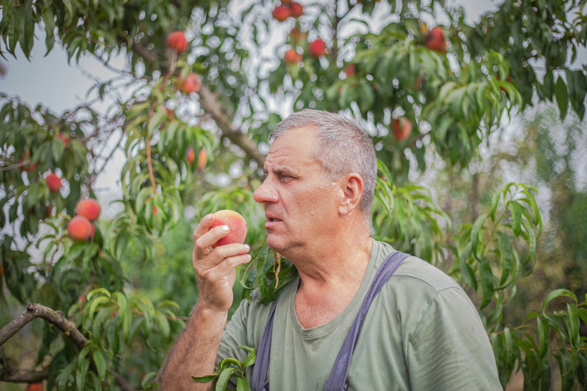 mężczyzna w wieku 60 plus stoi na tle drzewek brzoskwiniowych i je brzoskwinię