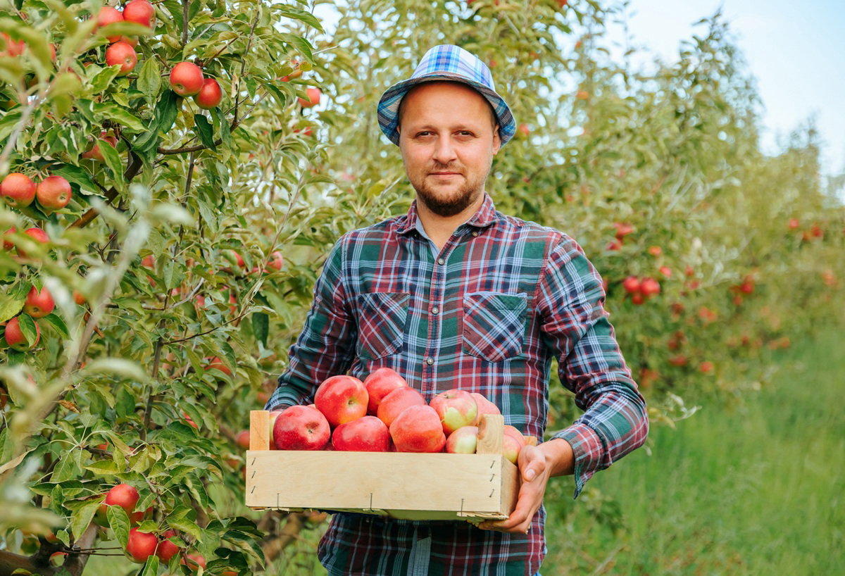 mężczyzna  w wieku około 30 plus w kapeluszu i w koszuli w kratę stoi w sadzie ze skrzynką jabłek