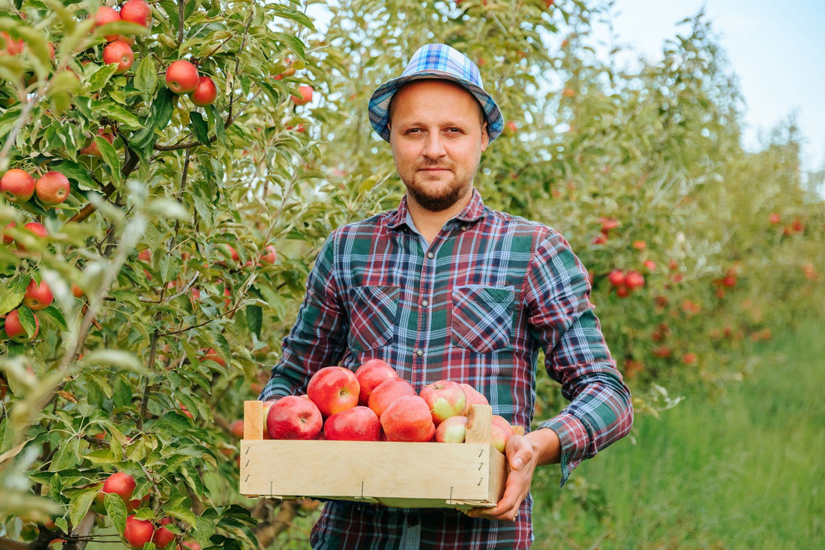 mężczyzna w wieku około 30 plus w kapeluszu i w koszuli w kratę stoi w sadzie ze skrzynką jabłek