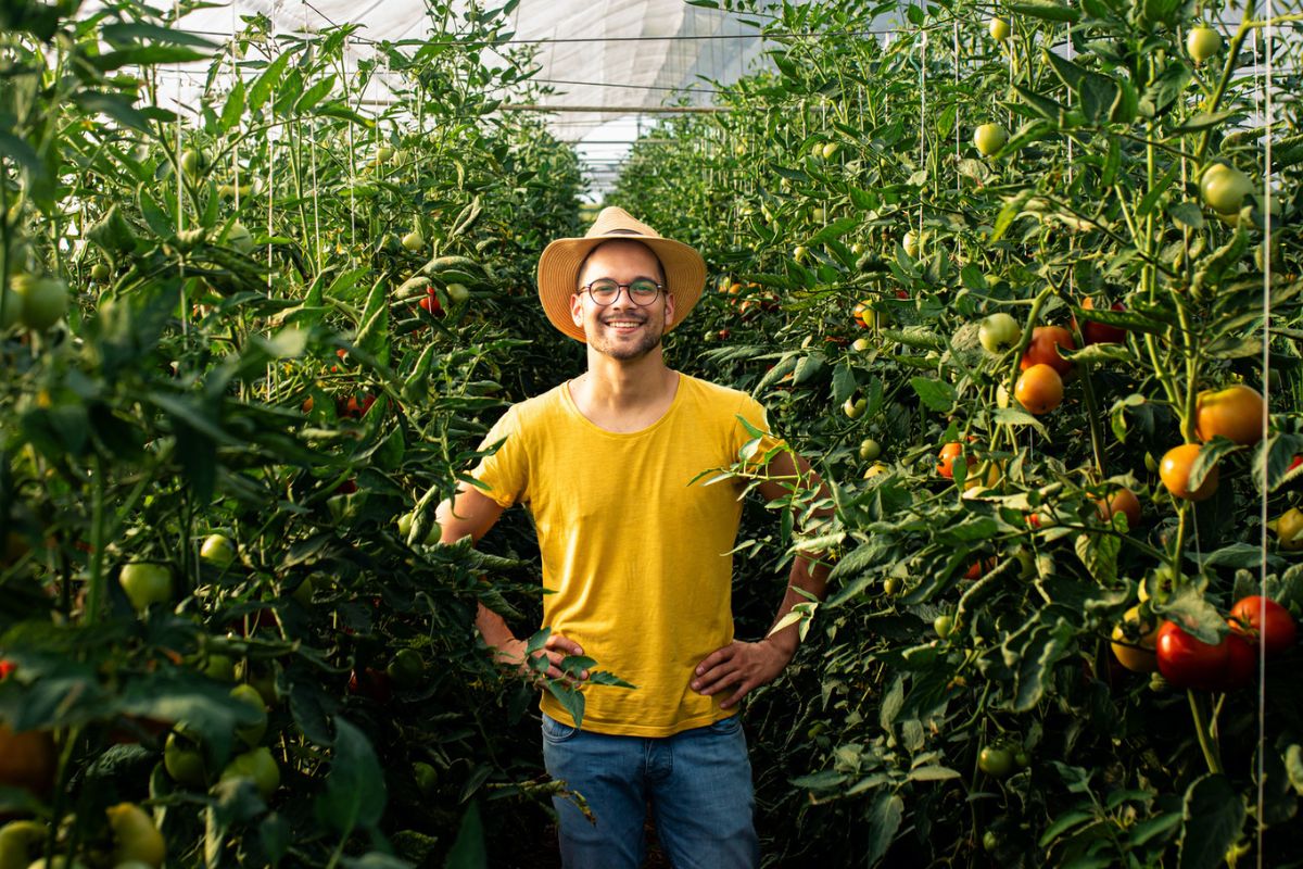 mężczyzna na plantacji pomidorów