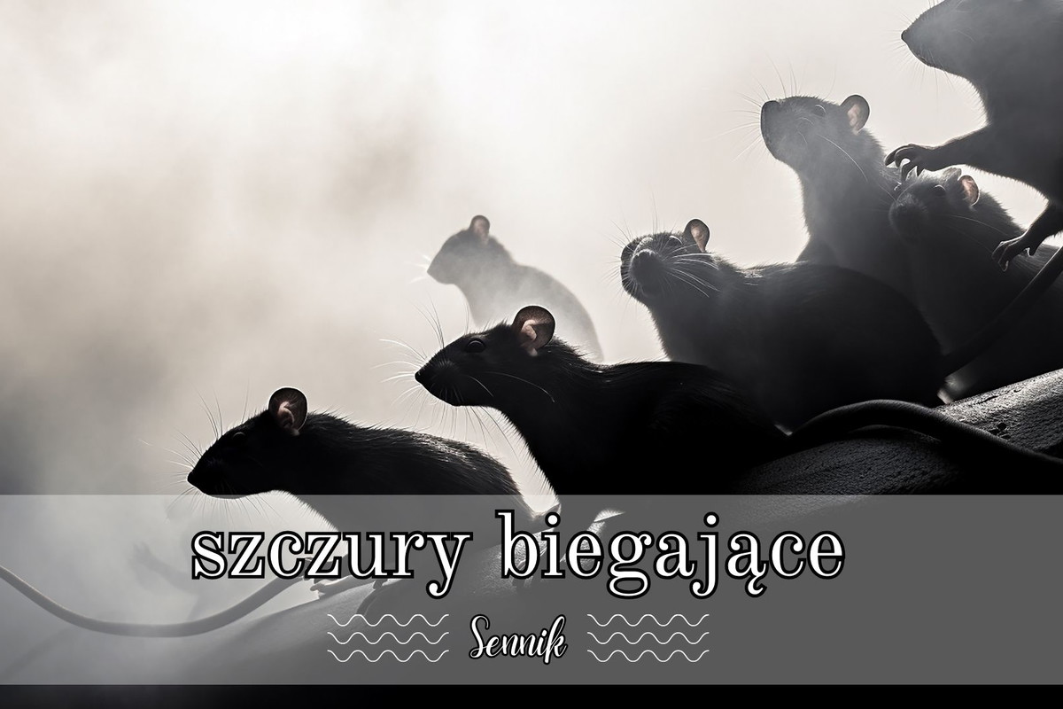 Sennik szczury biegające