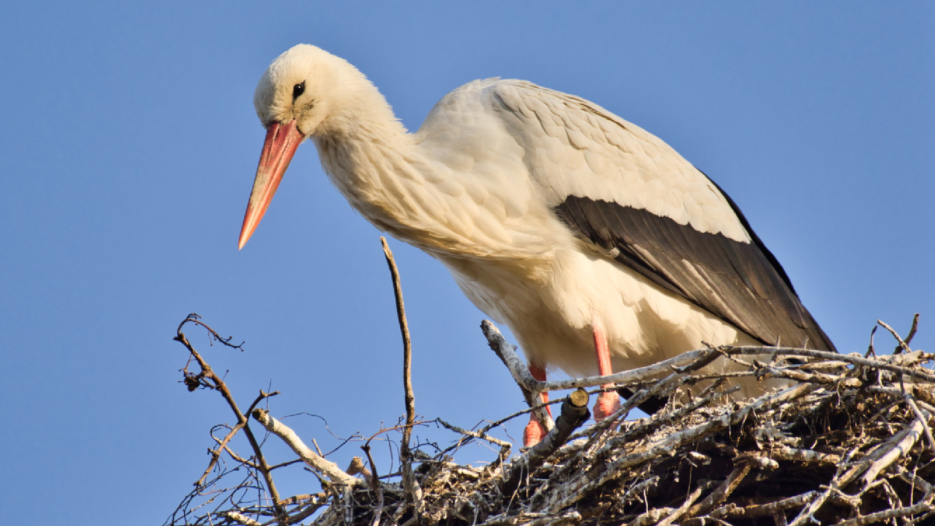 Bocian to zła wróżba w tej sytuacji. Może być nie tylko oznaką wiosny