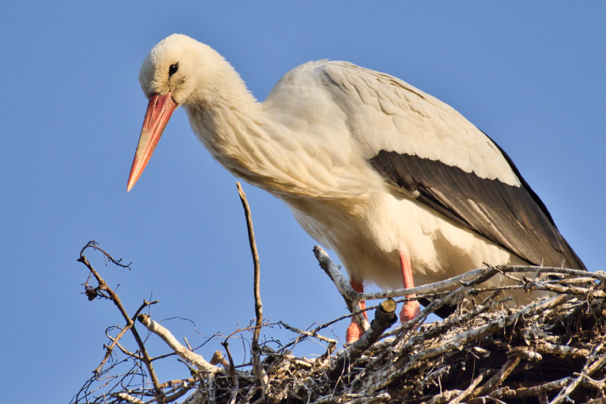 Bocian to zła wróżba w tej sytuacji. Może być nie tylko oznaką wiosny