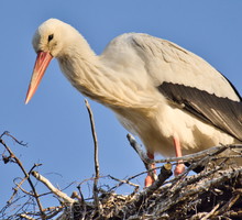 Bocian to zła wróżba w tej sytuacji. Może być nie tylko oznaką wiosny