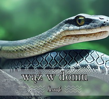 Sennik wąż w domu