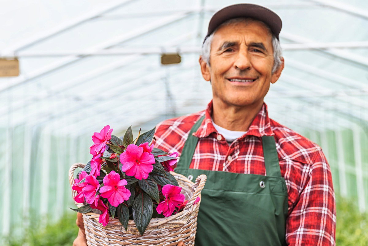 mężczyzna w wieku 60 plus w kraciastej koszuli stoi w szklarni z kwiatem doniczkowym uśmiechnięty