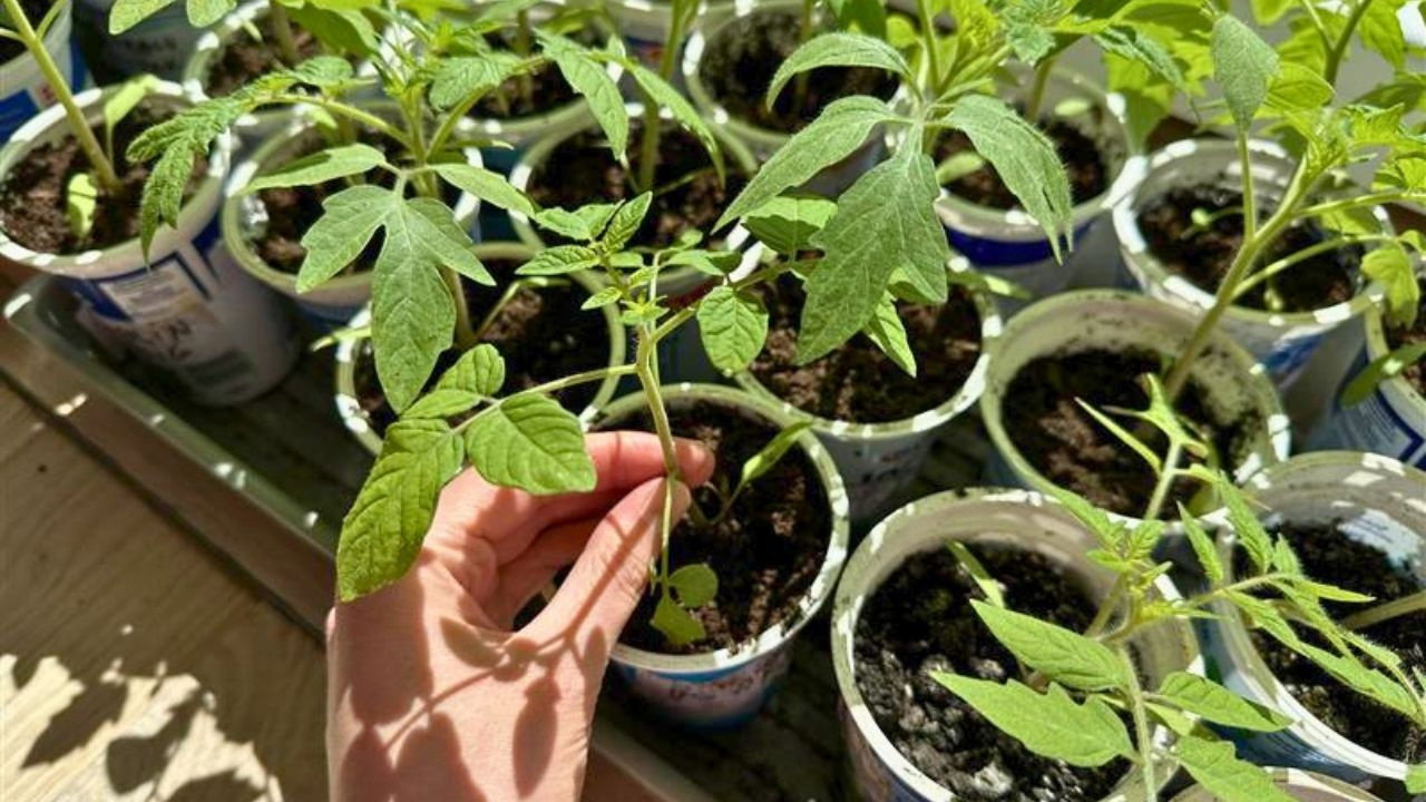 sadzonki-pomidorow_2