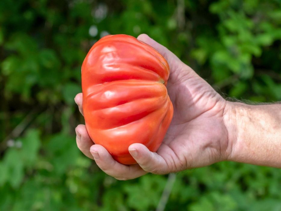 pomidor