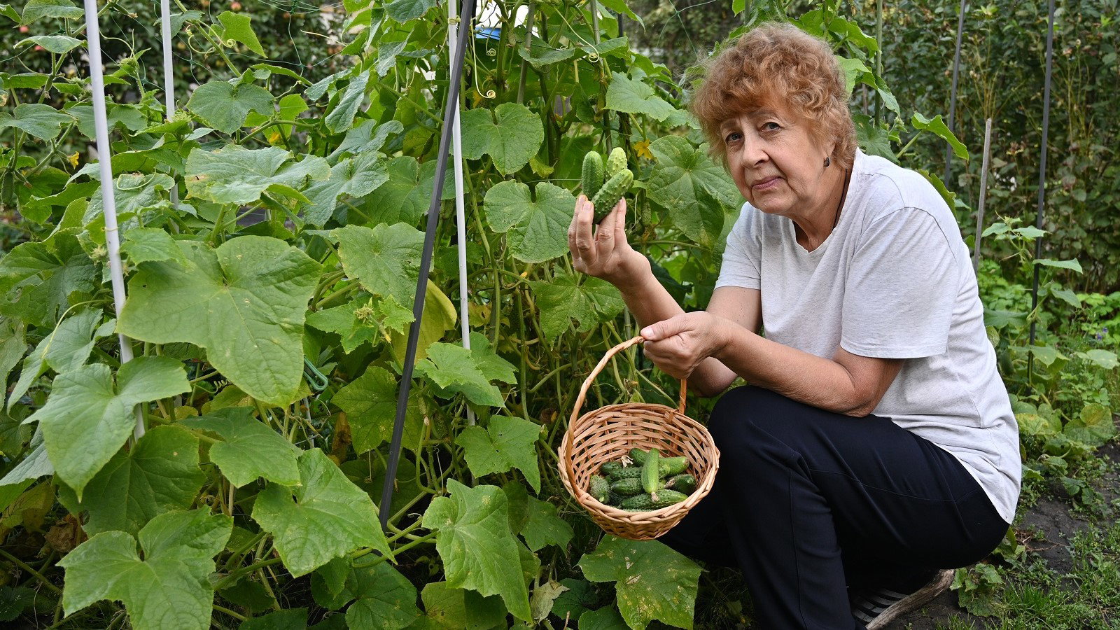 seniorka zrywająca ogórki