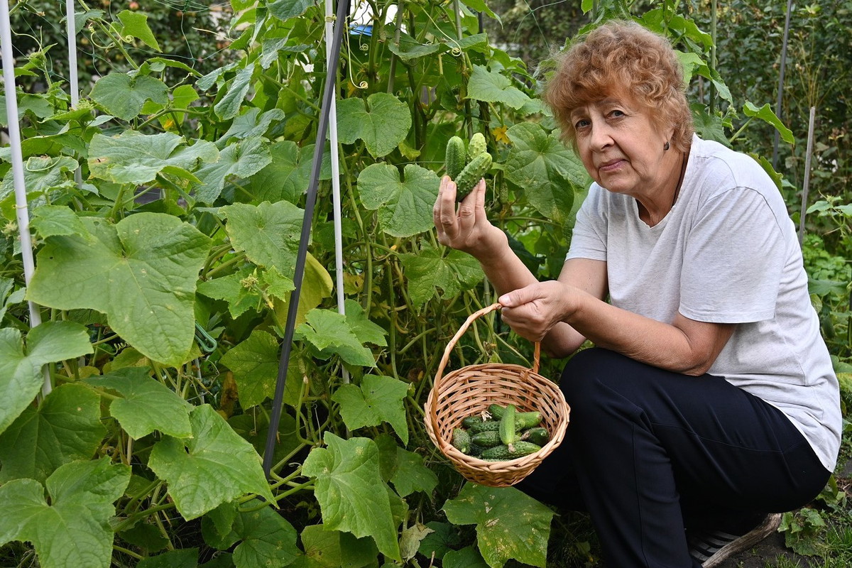 seniorka zrywająca ogórki