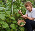 seniorka zrywająca ogórki