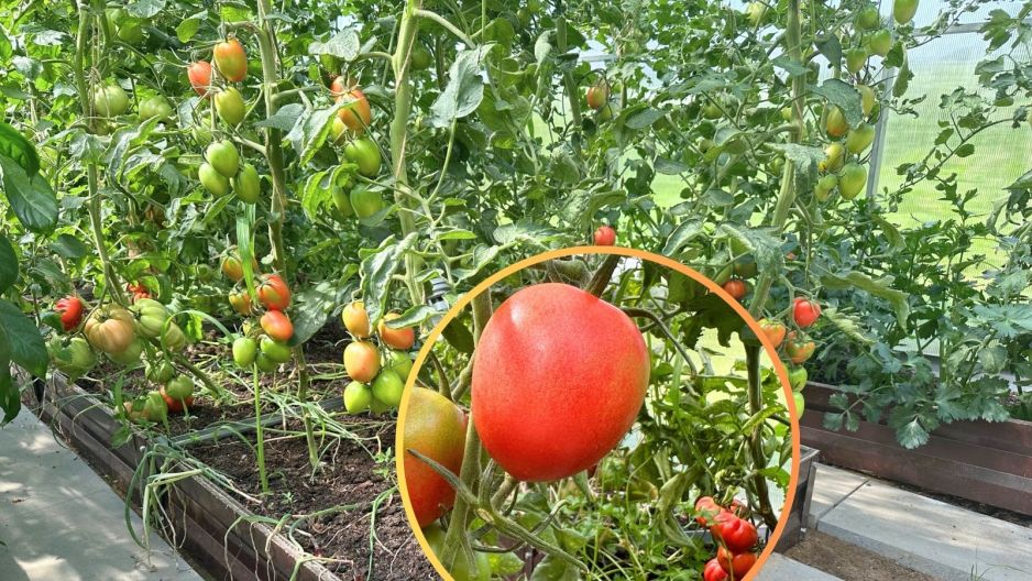 pomidor