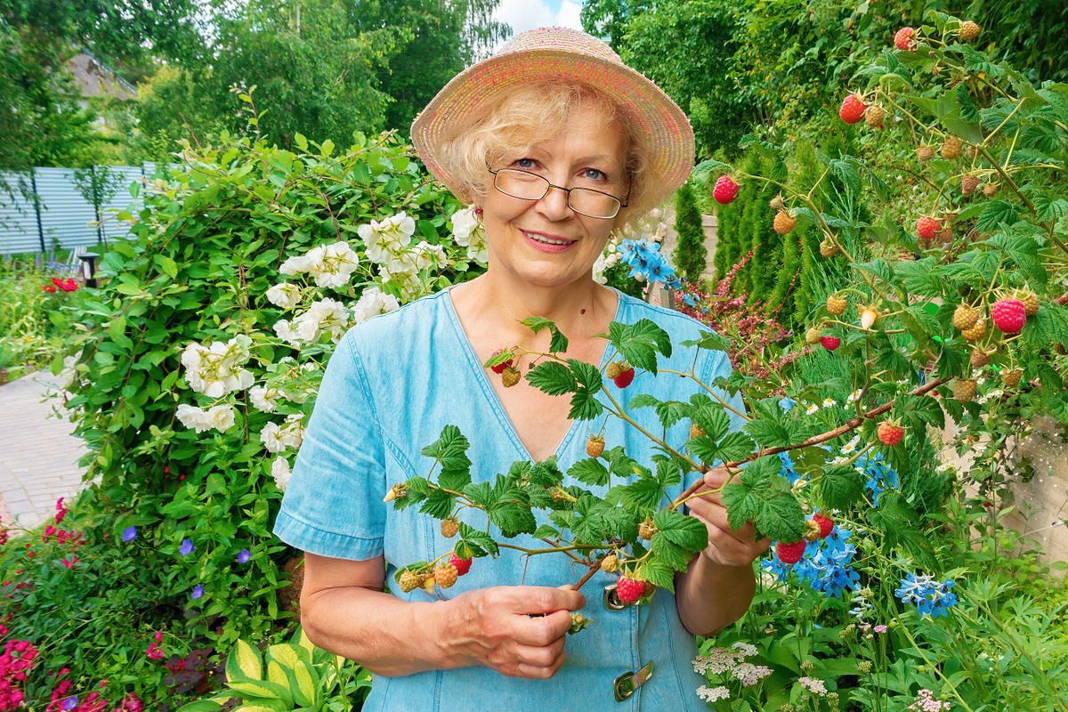 seniorka w malinach