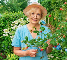 seniorka w malinach
