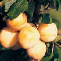 damson44