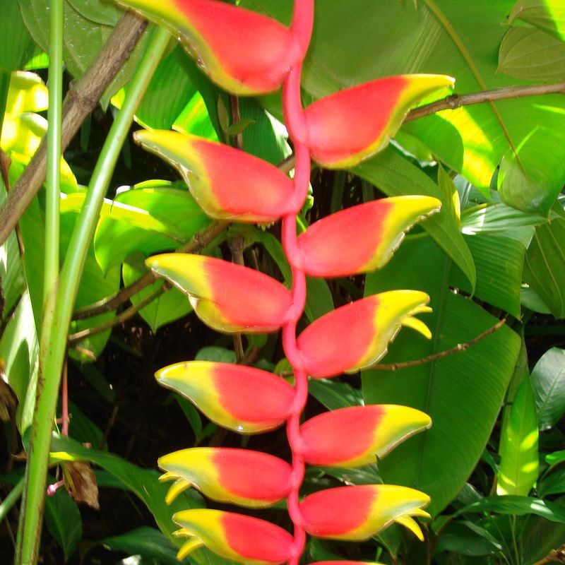 Heliconia