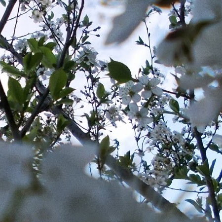 Naparstnica