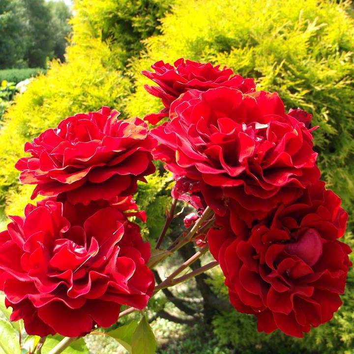 Małgorzata Adamczyk