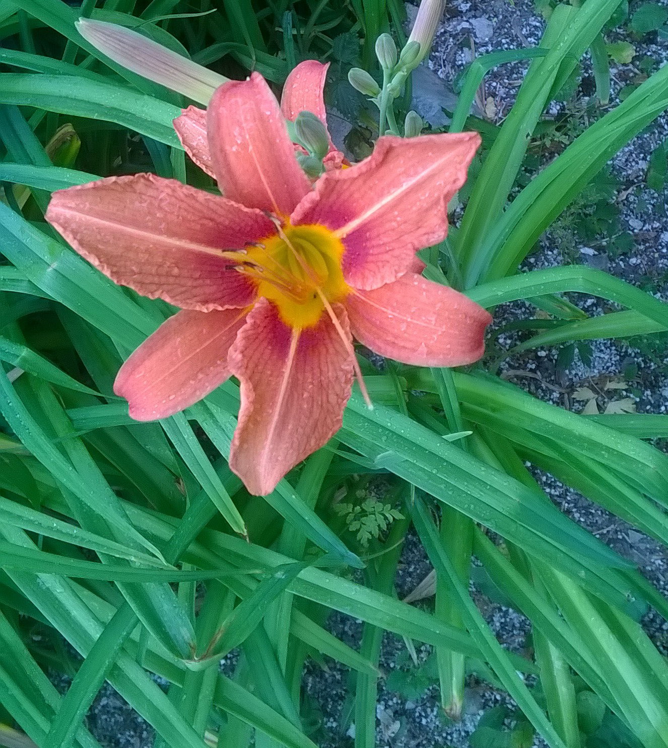 WP_20170701_19_17_52_Pro.jpg