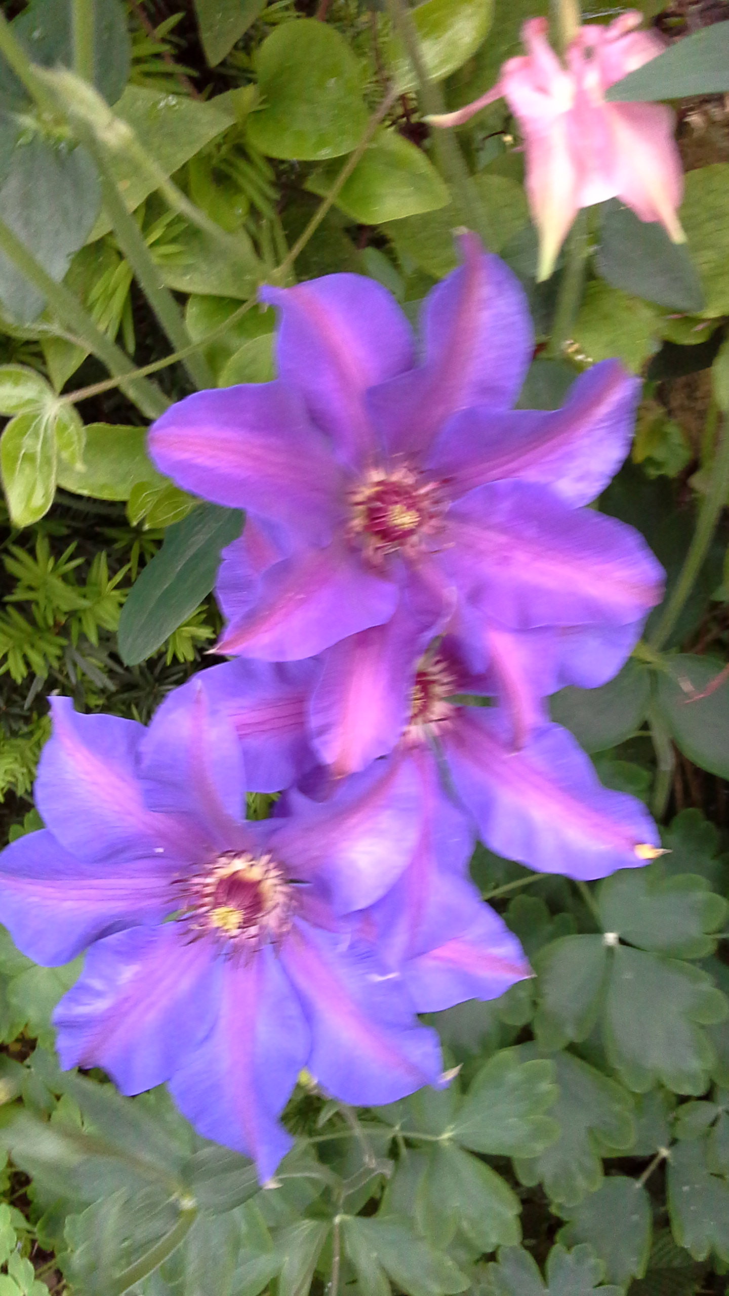 20170524_190310.jpg