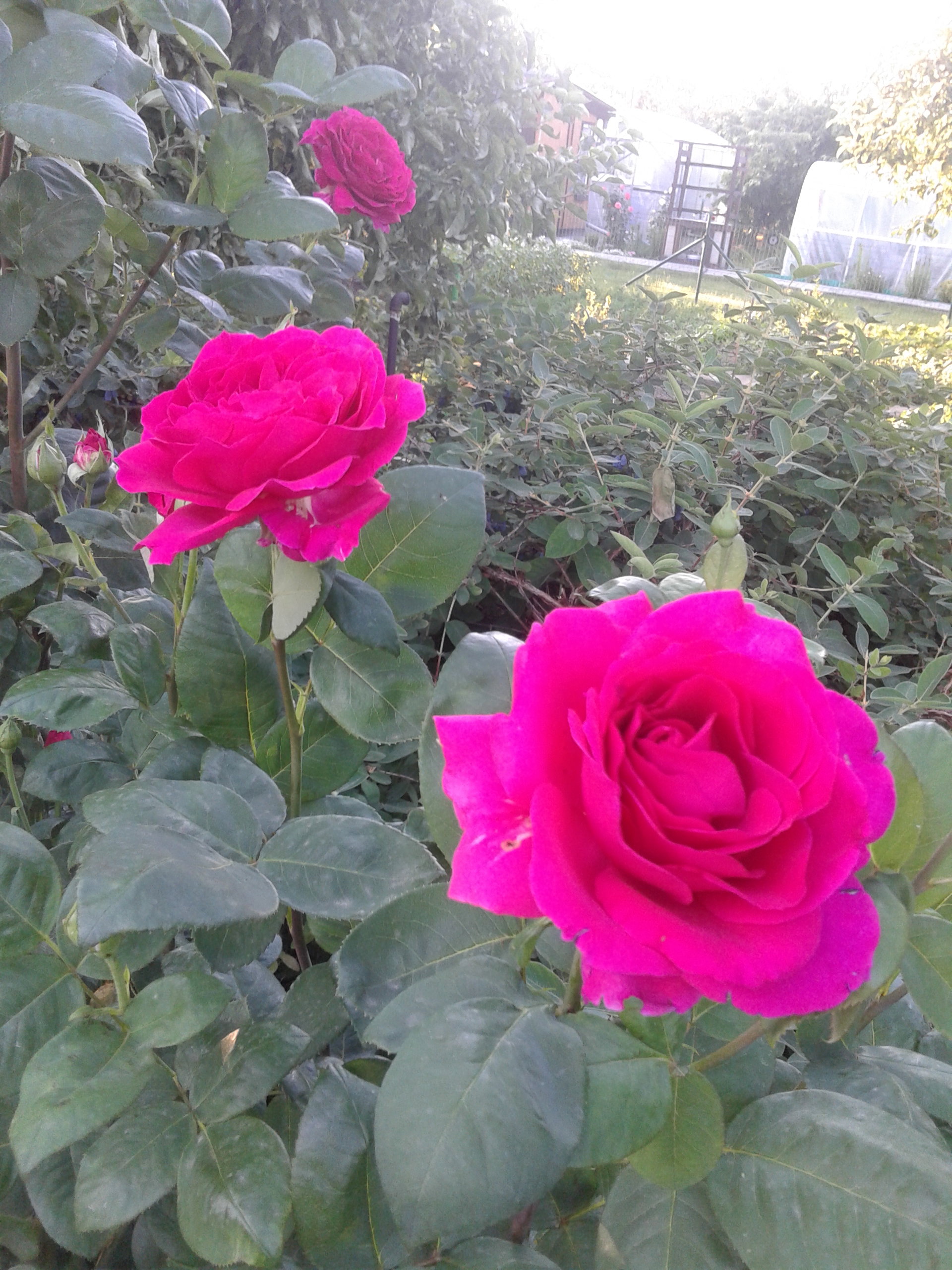 20190616_194657.jpg